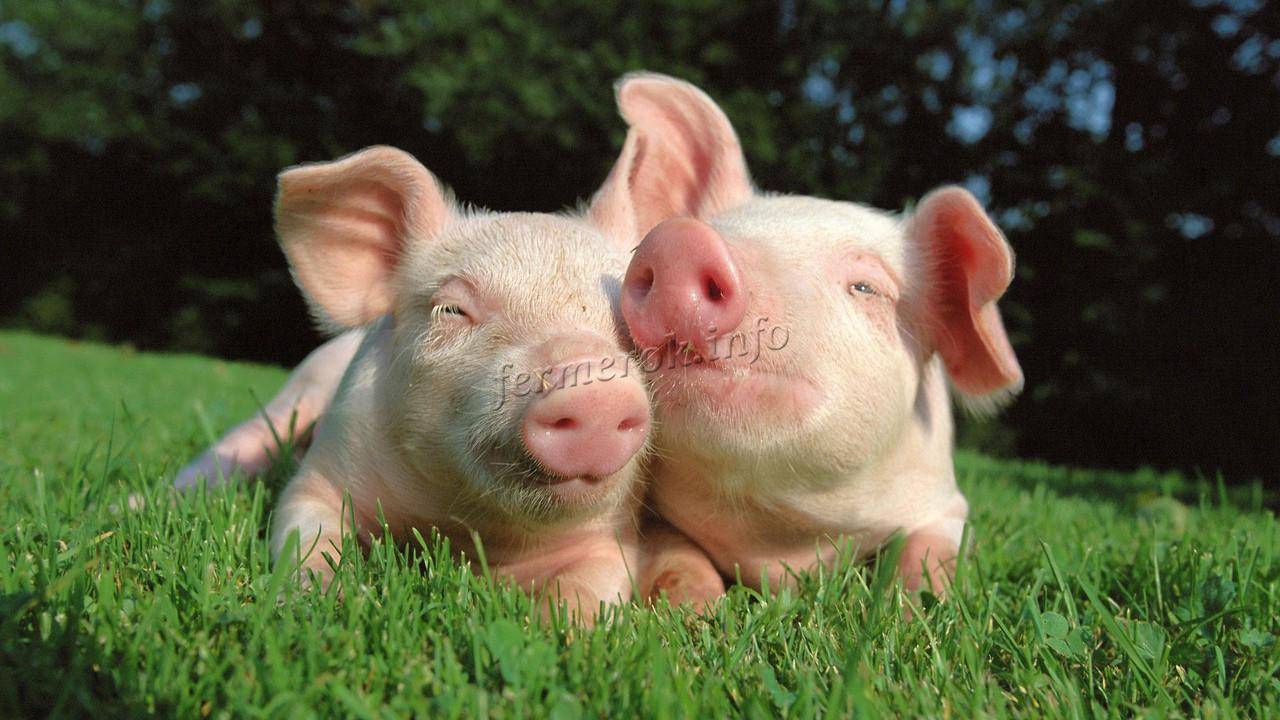 Стимуляторы быстрого роста для свиней