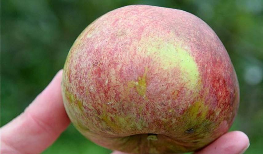 Яблоня для поклонников сладких плодов или сорт конфетное