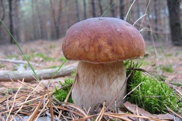 Полезные свойства белых грибов. блюда из грибов