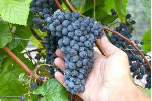 Черный морозостойкий кишмиш потапенко — особенности сорта - сорта винограда | описание, советы, отзывы, фото и видео