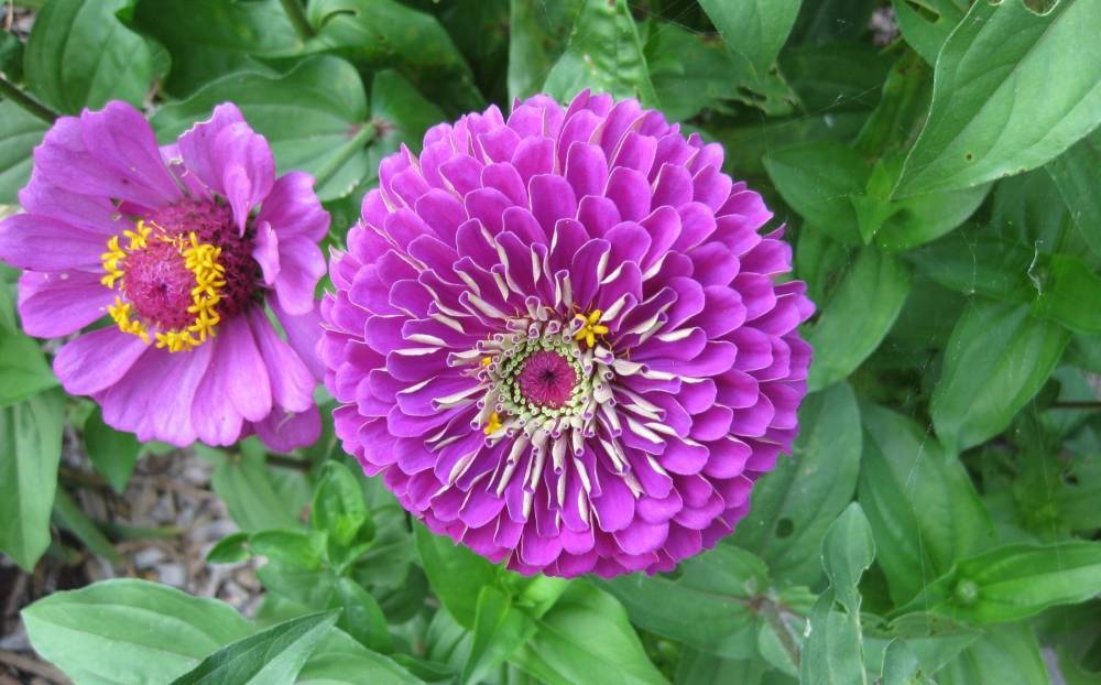 Циния (63 фото): описание цветов и оформление клумбы в саду. однолетние и многолетние сорта. посадка и уход, болезни и вредители