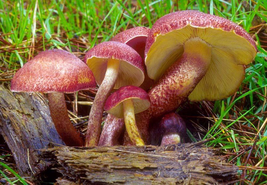 Зеленушка (tricholoma equestre) –  грибы сибири