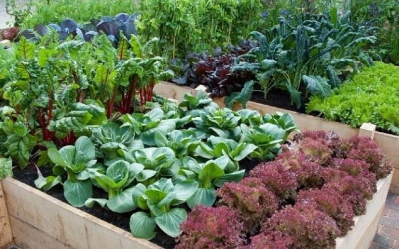 Совместимость растений на огороде: какие культуры можно сажать рядом и несовместимое соседство