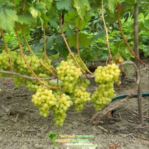 Виноград "валек": описание сорта, фото, отзывы