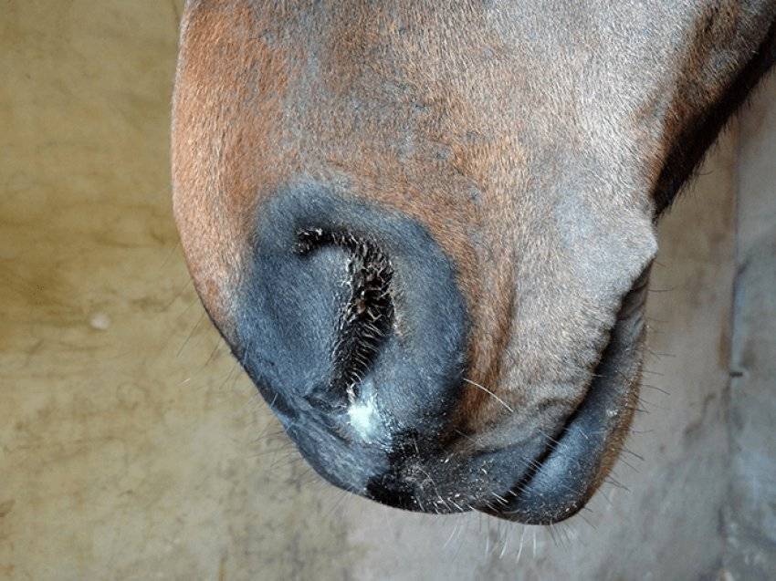 Мыт лошадей: возбудитель и симптомы, методы лечения и профилактика