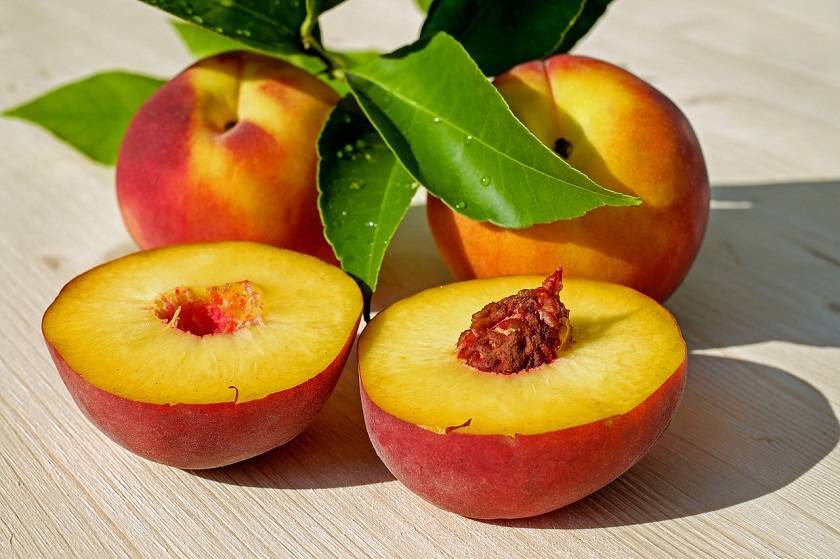 Персик сорта редхейвен – высокий урожай вкусных, крупных плодов в прохладных районах