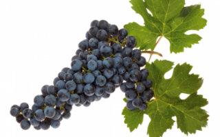 Виноград "изабелла": описание сорта, польза и вред, фото, отзывы