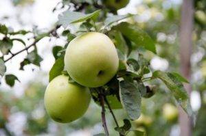Правила ухода за яблоней круглый год. секреты хорошего урожая