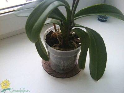 Вялые листья у орхидея фаленопсис: узнайте почему, что делать и как спасти?