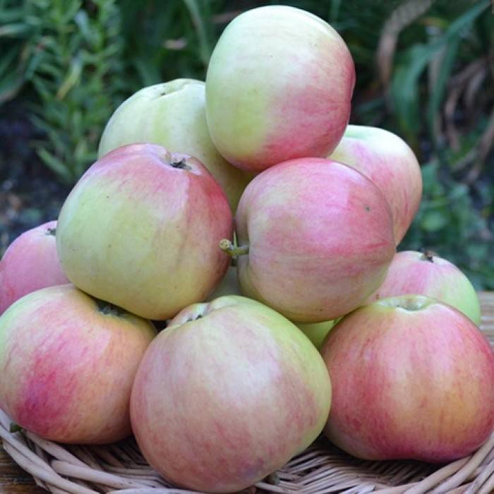 Описание сорта яблонь победа (черненко) и характеристики урожайности - всё про сады