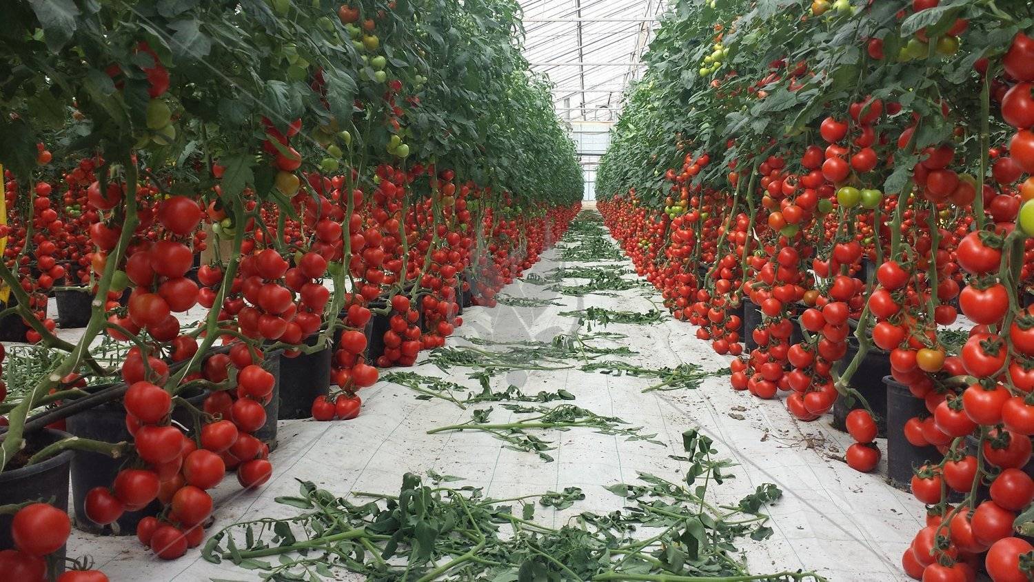 Какая должна быть температура в теплице для помидор и как ее регулировать
