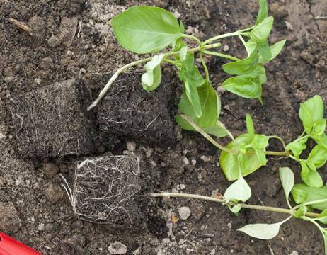Как вырастить базилик в открытом грунте: простым способом