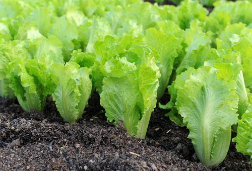 Выращивание салата айсберг на даче: правила получения хорошего урожая