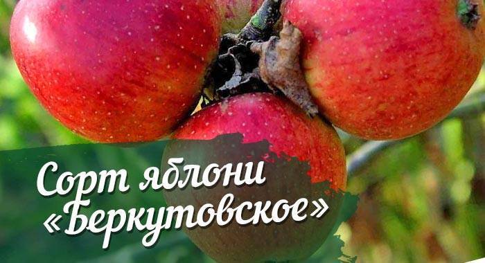 Яблоня беркутовское: описание, фото, отзывы