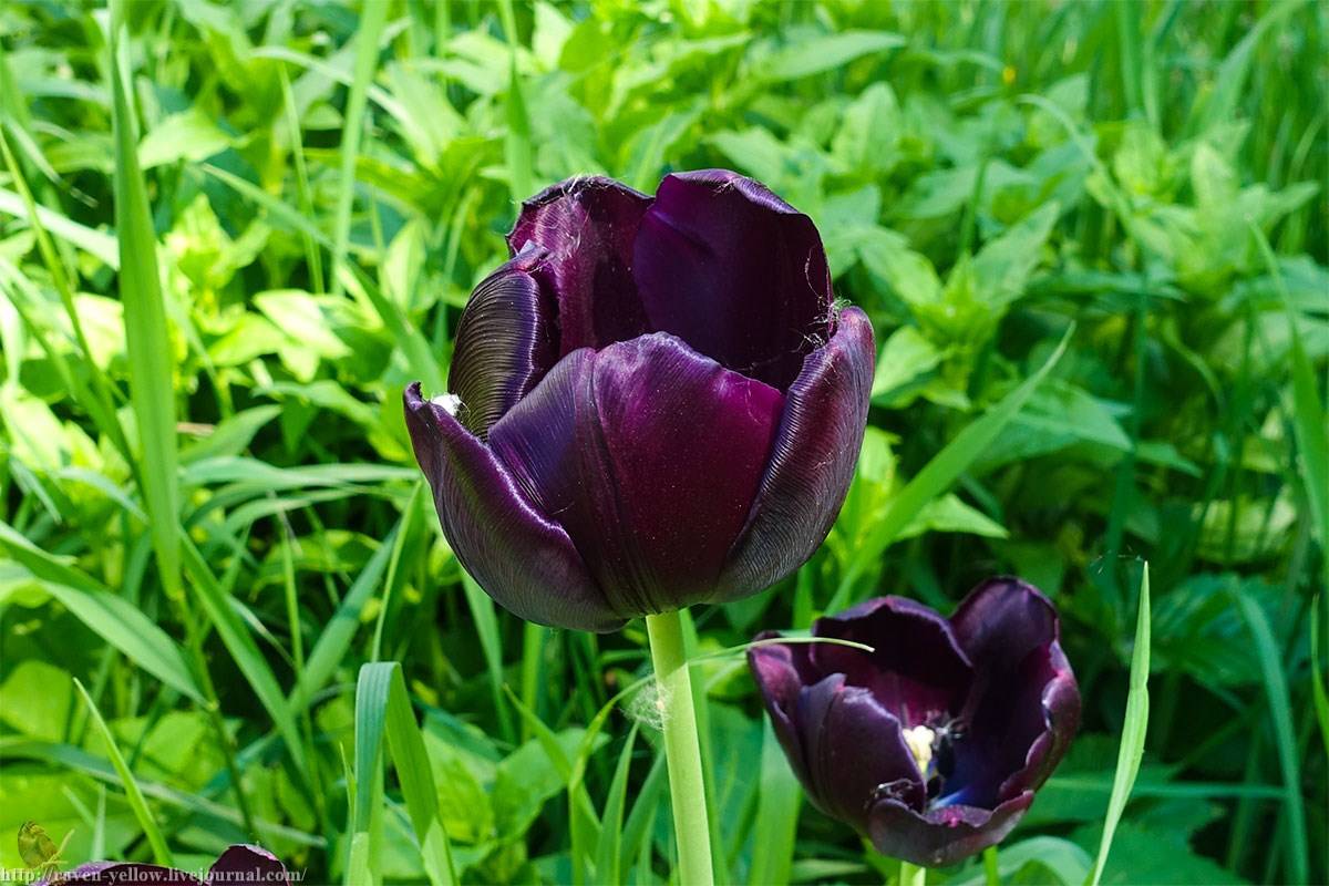 Лучшие сорта тюльпанов с фото и описанием - agroflora.ru