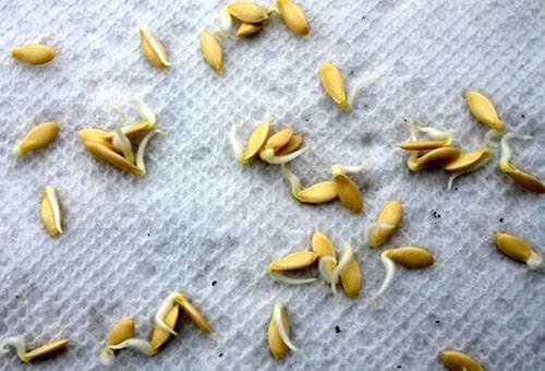 Подготовка семян огурцов к посеву: правильное замачивание, фото и видео