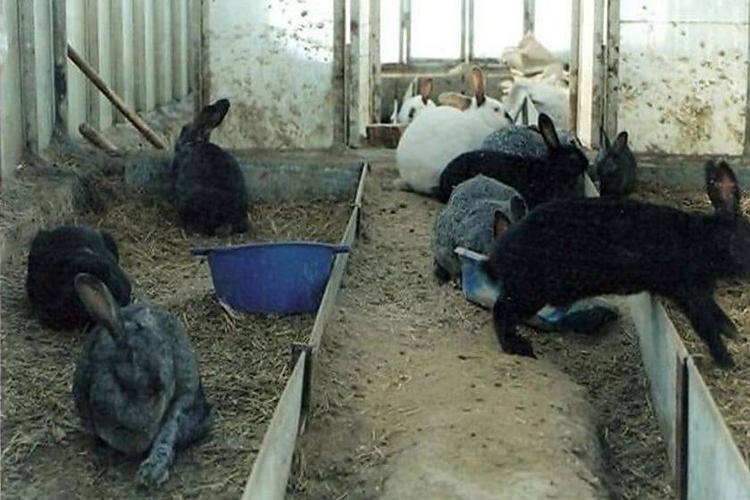 Содержание кроликов: зимой на улице, в вольерах, в сарае, шедах, клетках, правила и условия - гигиена, питание, температура