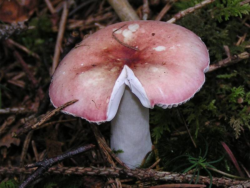 Сыроежки грибы. виды сыроежек и их внешний вид - индасад