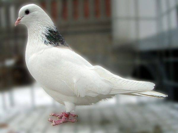 Все о двухчубых голубях: внешний вид, происхождение и разновидности