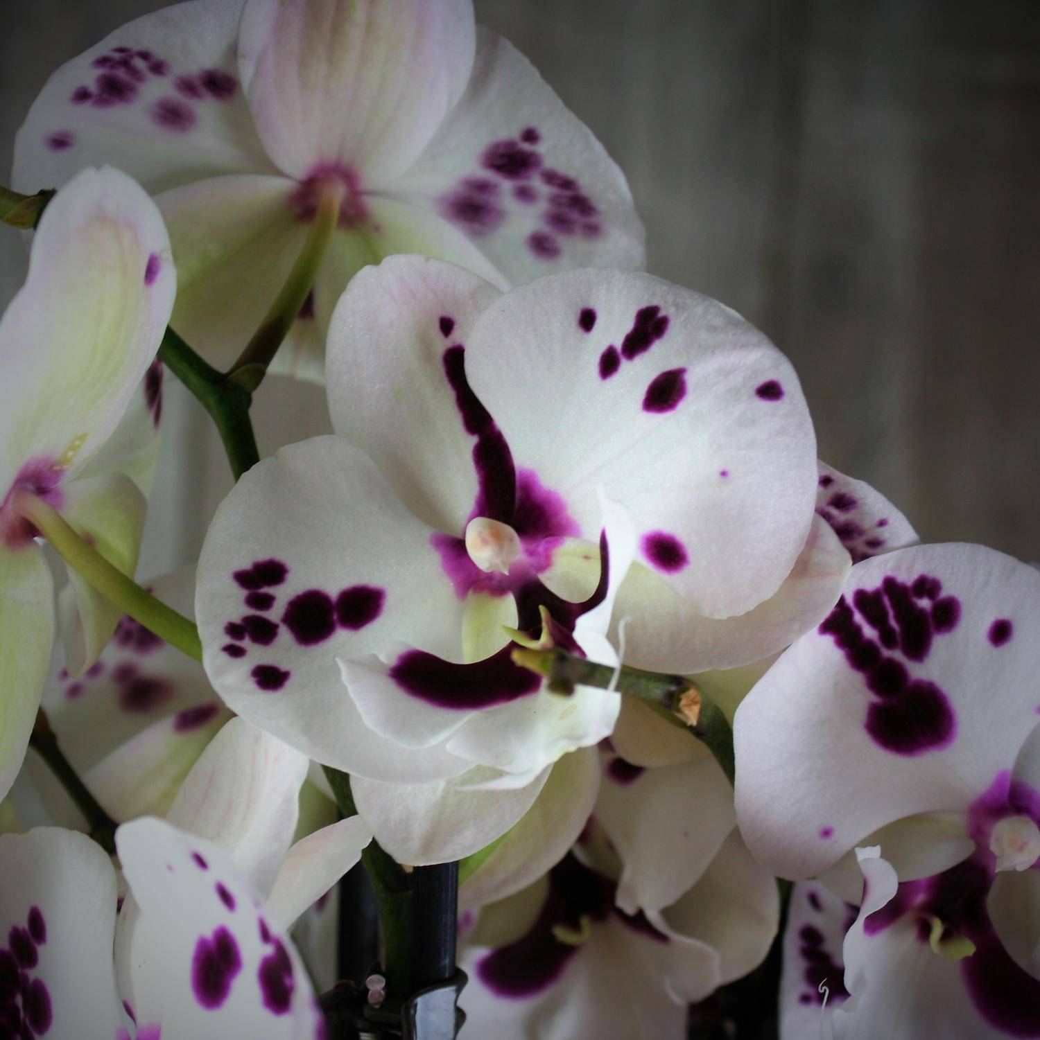 Тайваньская орхидея ченгду. описание экзотического сорта фаленопсиса и благоприятные условия для выращивания