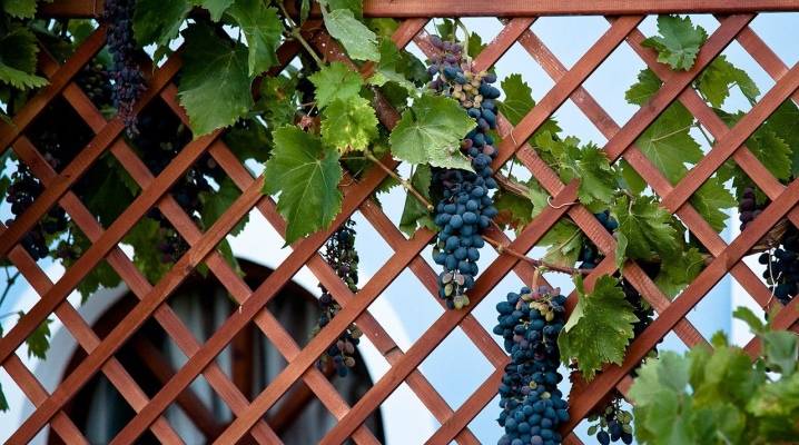 Опора для винограда: советы как сделать своими руками и фото конструкций
