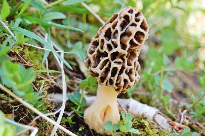 Строчки — можно ли есть эти грибы
