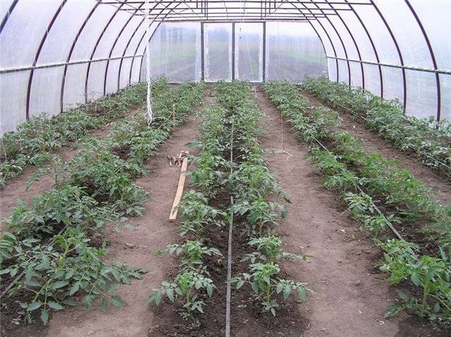 Рекомендации по высадке рассады помидор в теплицу: когда и как