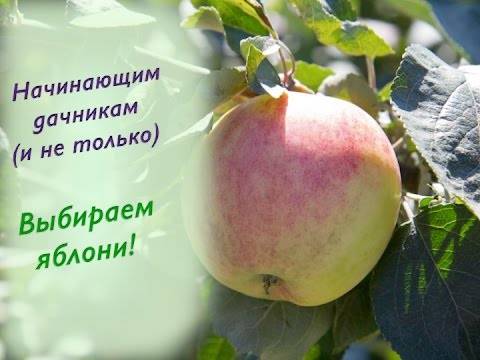 Сортовые особенности яблони сладкая нега