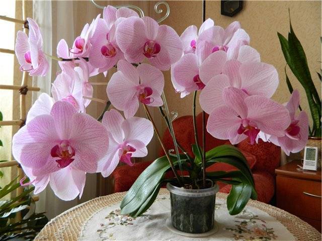 Сорта орхидей для домашнего выращивания