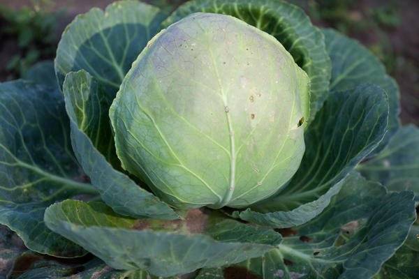 Полезная и вкусная колобок капуста: советы по выращиванию и хранению урожая