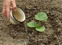 Актуальная информация когда сажать тыкву семенами и рассадой в открытый грунт