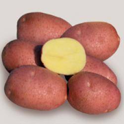 Сорт картофеля бела роса описание сорта фото