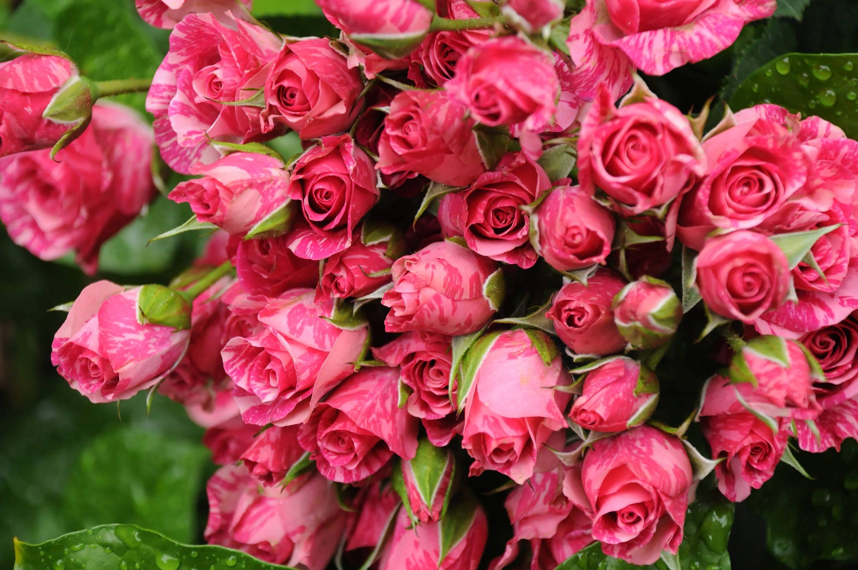 Посадка роз осенью в открытый грунт – особенности проведения процедуры для разных видов роз