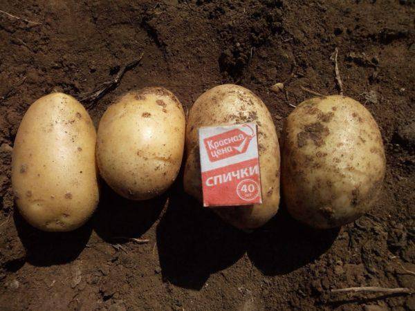 Картофель аризона – описание сорта, фото, отзывы