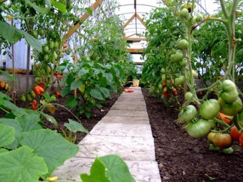 Томаты в теплице: посадка, выращивание и уход. необходимое оборудование и рентабельность выращивания помидор в теплицах