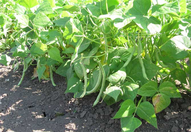 Стручковая фасоль посадка и уход: семена, подготовка почвы