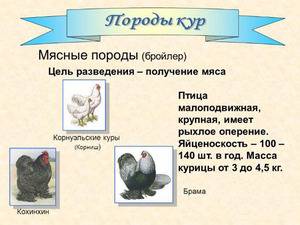 Цветной бройлер (29 фото): описание породы из франции sasso xl 551 и xl 451, характеристика суточных цыплят, отзывы