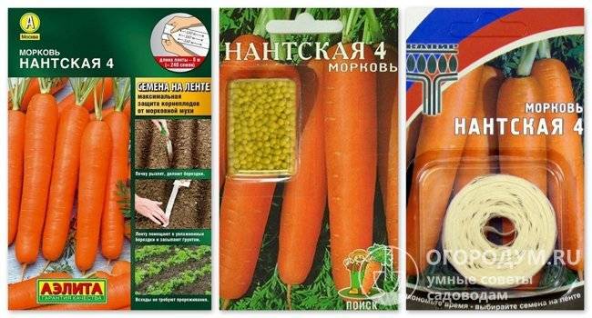 Сладкий среднеспелый сорт моркови нантская 4