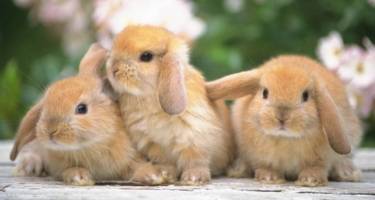 Бизнес-план по разведению кроликов