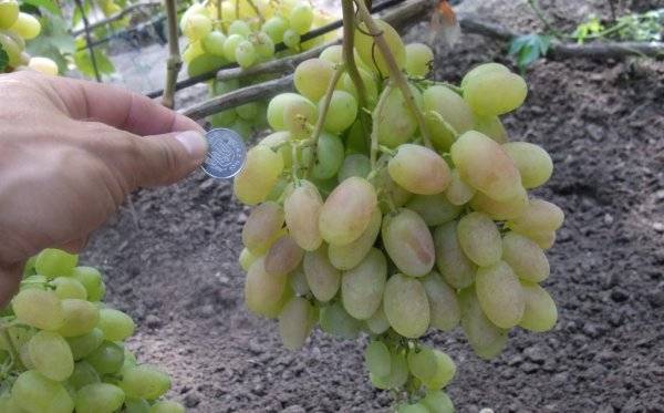Описание сорта винограда хамелеон. поразительный на вкус и не требующий особого ухода виноград хамелеон