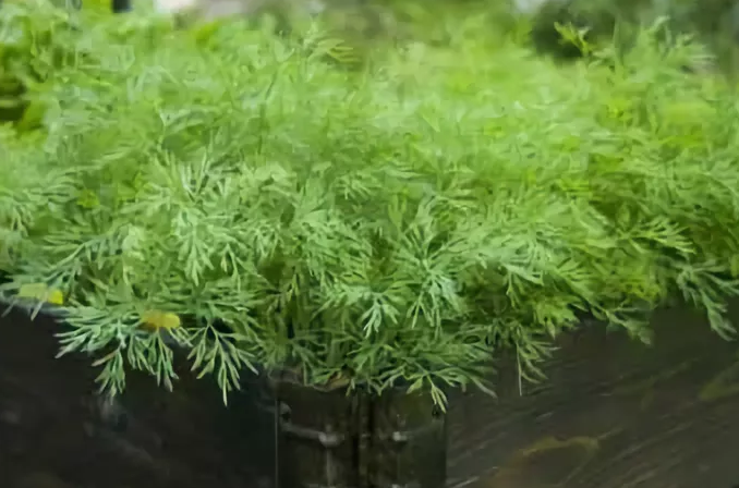 Укроп на подоконнике — выращивание из семян зимой в квартире или дома