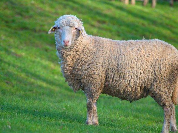 Характеристика овец породы Прекос