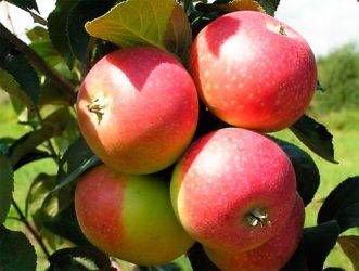 Колоновидные яблони для подмосковья — описание сортов
