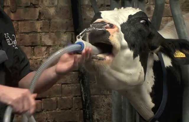 Как остановить понос у коровы
