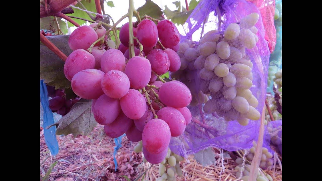 Виноград анюта: описание, фото, видео с отзывами садоводов