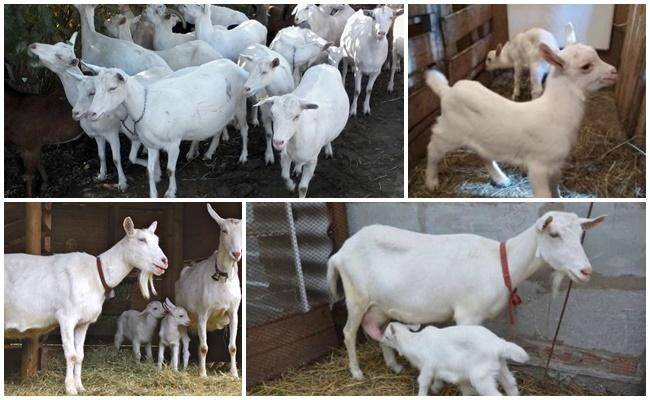 Зааненские козы - лучшая молочная порода
