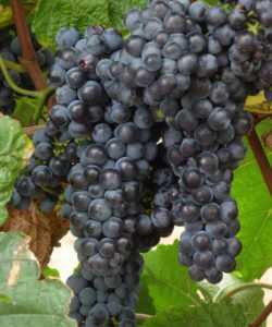 Виноград кишмиш потапенко - особенности сорта, уход и посадка