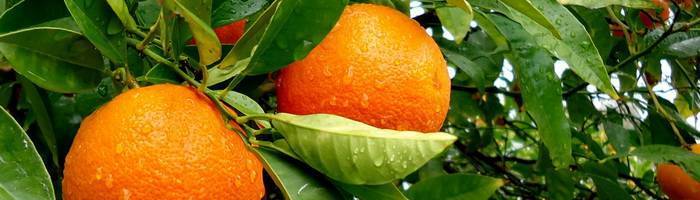 Где и как растут апельсины в россии и не только, как выглядит цветок + фото
