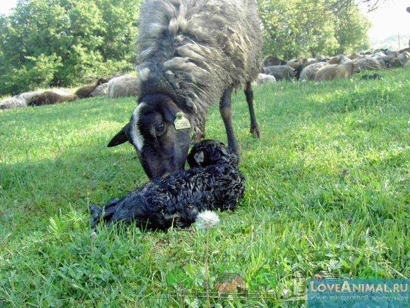 Окот овец: беременность, роды, ягнение, сколько раз в год