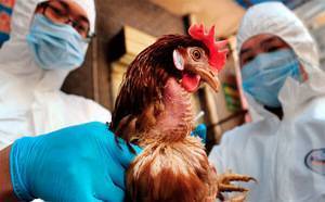 Вирусная война. как омский регион борется с птичьим гриппом | сельское хозяйство | аиф омск
